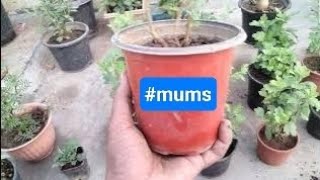 GULDAUDI  Chrysanthemum  mums flower plant care Divyajoseph10000M [upl. by Deloris]