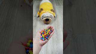 Dog 🐕Marbles Reverse Video reverse funnyvideo funnyreversecat [upl. by Anitserp]