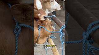 At first this calf seem to be frightened when i approached it 🤔cow cowvideos cowsounds cattle [upl. by Goss]