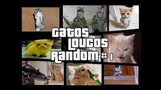 Gatos engraçados e Loucos Random 1 Funny and Crazy Cats [upl. by Regni]