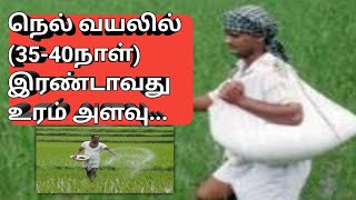 குறைந்த விலையில் நெல் வயலில் இரண்டாவது உரம் மேலாண்மை 40day ofter fertilizer applied in paddy crops [upl. by Risser387]