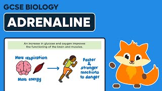 Adrenaline  GCSE Biology [upl. by Annoet]