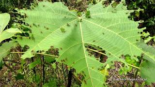 Leafcutter ants at work in the Amazon rainforest of Ecuador [upl. by Llennahs605]