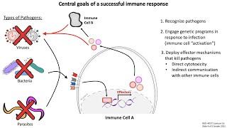 Lecture 1b Introduction to Immunology [upl. by Iknarf]