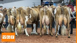 Top 8 Dairy Cattle Breeds İn the World [upl. by Mccartan]