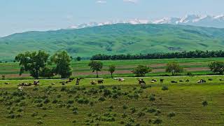 Group of cows are grazing on green grass along the road in front of mountain range on the horizon [upl. by Annahvas]