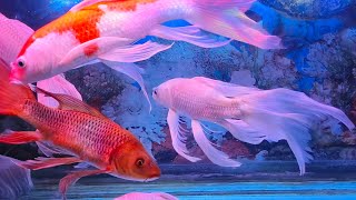 Relax with Colorful Fish and Calming Water Sounds  ASMR Deep Relaxation [upl. by Ecinom20]