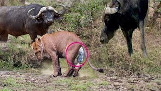 Crazy buffalo kills lion cub wild animal attack [upl. by Asirral]