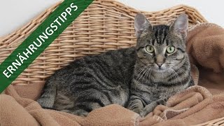 Ernährungstipps für Katzen  TierheimTV informiert [upl. by Sloatman219]