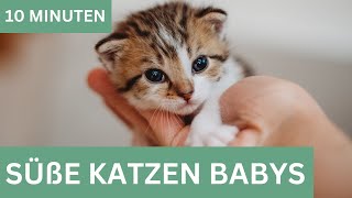 Süße Katzen Baby Videos  Kitten [upl. by Amoreta]