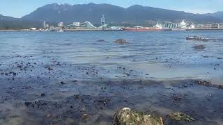 Intertidal Zone Stanley Park Vancouver [upl. by Komsa]