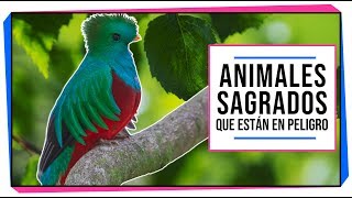 Animales sagrados en peligro de extinción  CIENCIA A LA MEXICANA [upl. by Linzy]