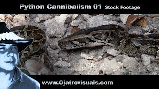 Python Cannibalism 01 Stock Footage [upl. by Congdon]