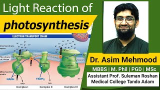 Light Reaction of Photosynthesis  Hindi  Urdu [upl. by Nnylear]