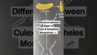 Difference between Eggs of Culex amp Anopheles Mosquito shorts culexmosquito anophelesmosquito [upl. by Murton]