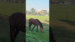 🐎 Pretty horses at the Zagreb Hippodrome horses hipodromzagreb [upl. by Israel]