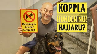 Koppla hunden nu Hajjaru [upl. by Aihsemot]