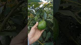 para la floración viralvideo aguacate agriculture plantas frutos aguacatelover fruit [upl. by Drahsar]