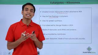 Class 11th  Eukaryotes – Ribosomes  Cell The unit of Life  Tutorials Point [upl. by Ezalb]