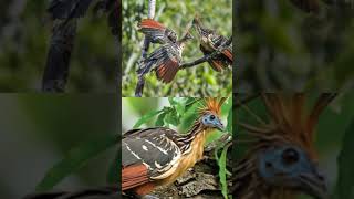 Dari Hutan Amazon burung Hoazin anisuryani6639 [upl. by Chappelka]