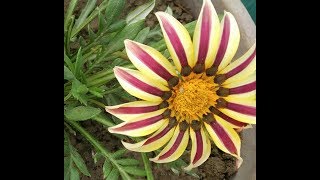 How to grow gazenia plant nurseri se laye plant Ko aise lagaye [upl. by Nniw208]