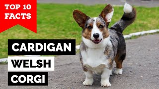 Cardigan Welsh Corgi  Top 10 Facts [upl. by Atnuahsal518]