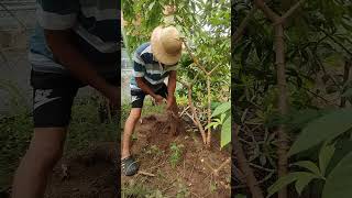 Cassava harvesting rootvegetables plants [upl. by Stagg515]