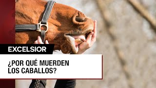 Mordidas de caballo son dolorosas y también letales [upl. by Edgard]