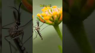 Why Male Mosquitoes Dont Bites Animals [upl. by Melantha912]