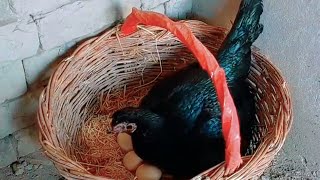 Black 🖤 Hen Hatching 12 Chicks from 12 Eggs Black hen 12 Chicks 😲😳 [upl. by Sylvia]