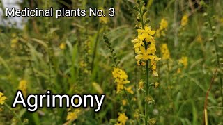 Agrimony Agrimonia eupatoria Medicinal wild plants [upl. by Gnut154]