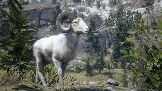 Red Dead Redemption 2  Legendary Bighorn Ram PS4 [upl. by Dnalevelc]