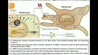 Melanocytic Dermpath Basics Benign Nevus [upl. by Hawkins]