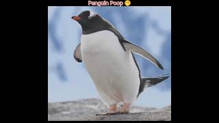 Why Do Penguins Throw Poop Away 🤔 [upl. by Earised]