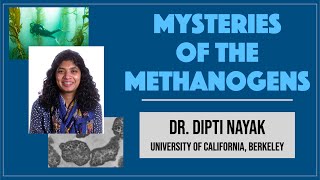 Dipti Nayak UC Berkeley 2 Mysteries of the Methanogens [upl. by Aicenev]