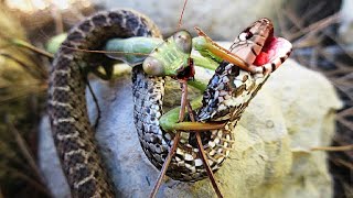 This is why Snakes Are Afraid of Mantises [upl. by Yroj]