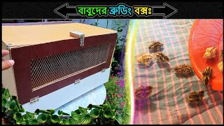 ব্রুডিং বক্স বানানোর পদ্ধতি ⚡making brooder for chicks 🔥Jactok পাখি ভাইয়া [upl. by Onia]