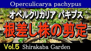 ■根差し株の剪定■オペルクリカリア パキプス Vol5・実生、挿し木、根ざしの検証 Operculicarya pachypus・Cultivation by cuttings [upl. by Alexio640]