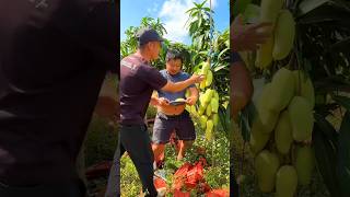 Farmers pick raw mangoes from the tree🥭🥭Chuka mangoyoutubeshorts fruit [upl. by Aysahc]