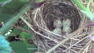 garden warbler nest and eggs [upl. by Norma261]