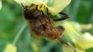 Hoverfly sucking nectar from a broccoli flower 20170917 152615 [upl. by Cohlier]