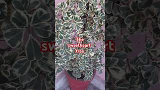 Triangularis Ficus Variegata Plant The Sweetheart Tree LushGreenyoutubeytshorts [upl. by Jary743]