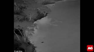 Lions make 15km swim across crocinfested channel Queen Elizabeth NP Uganda [upl. by Annairda]