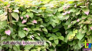 Actinidia Kolomikta  Pépinières TRAVERS  Spécialiste des plantes grimpantes [upl. by Asserrac]