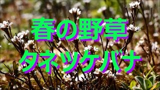 【富山散策】 春の野草 「タネツケバナ」 [upl. by Tanny41]