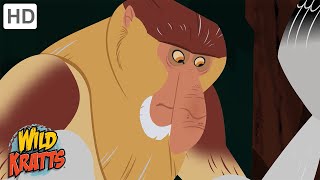 Wild Kratts  Primates  Apes and Monkeys [upl. by Kired330]