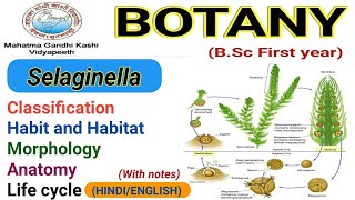 SelaginellaClassificationMorphologyAnatomyLife cycle Selaginella [upl. by Eineeuq]