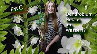 Mein Dendrobium Nobile kommt in Hydrokrokultur  Blähton Hydroponic  FWC [upl. by Retepnhoj395]