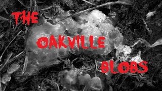 The Oddity of the Oakville Blobs in 1994  Real Mysteries 10 [upl. by Anaibaf]