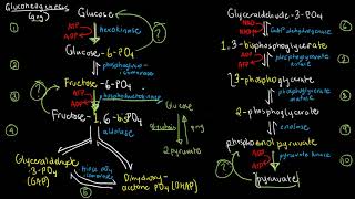 BIOCHEM 40  Gluconeogenesis and Cori Cycle [upl. by Elynad802]